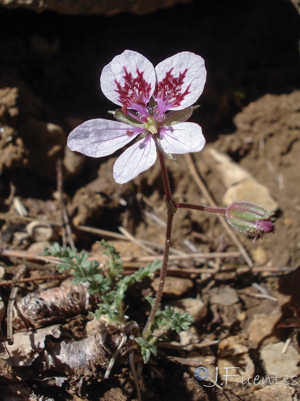 Erodium cazorlanum.05