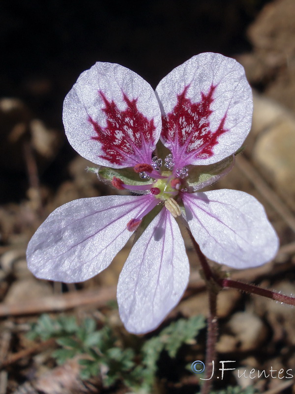 Erodium cazorlanum.06