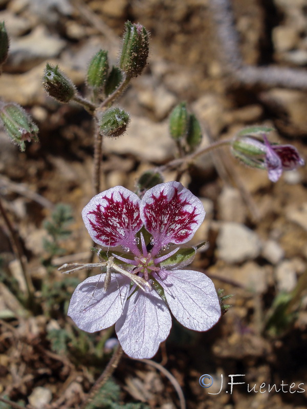 Erodium cazorlanum.08