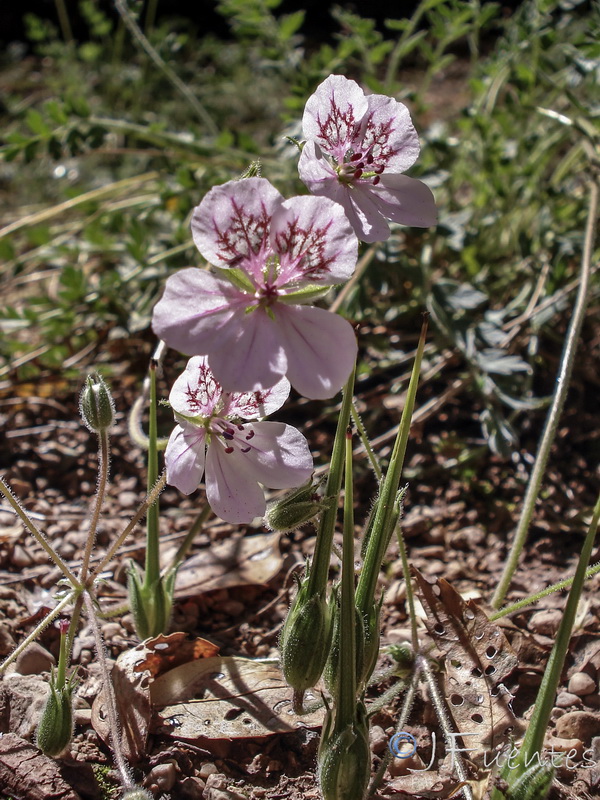 Erodium cazorlanum.12