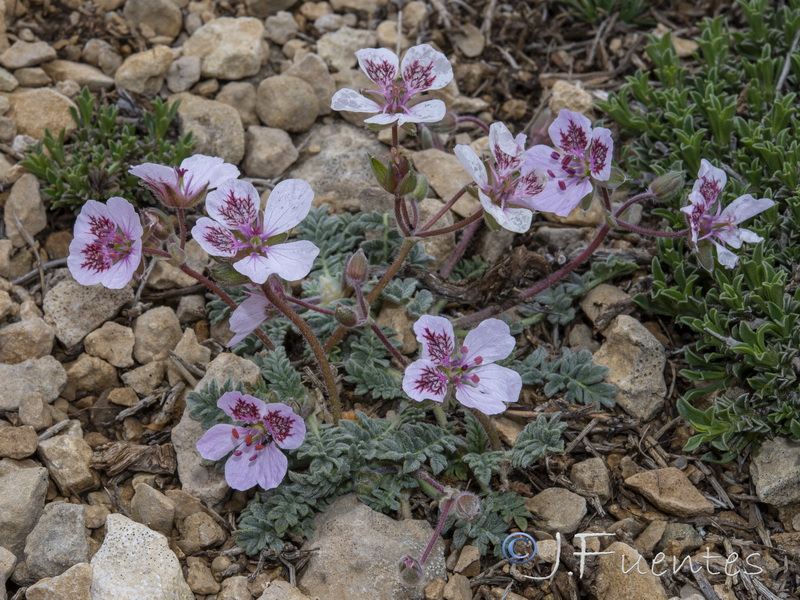 Erodium cazorlanum.14