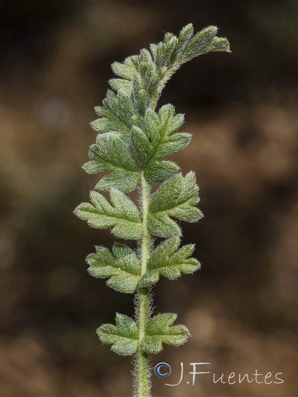 Erodium cazorlanum.15
