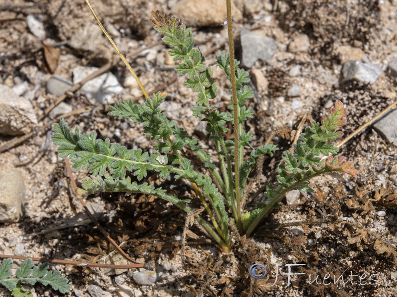 Erodium cazorlanum.16