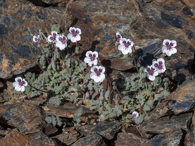 Erodium cheilanthifolium.01