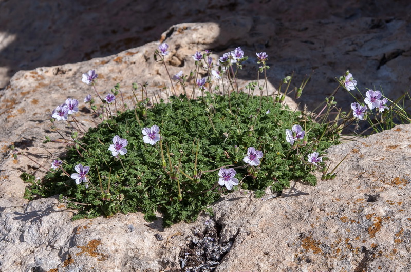 Erodium cheilanthifolium.02