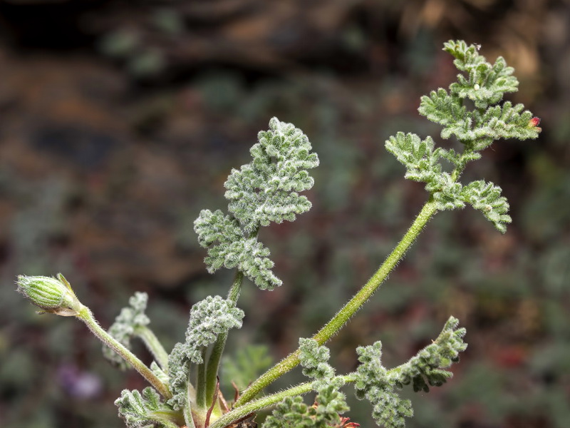 Erodium cheilanthifolium.07