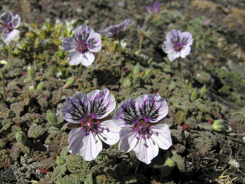 Erodium cheilanthifolium.09