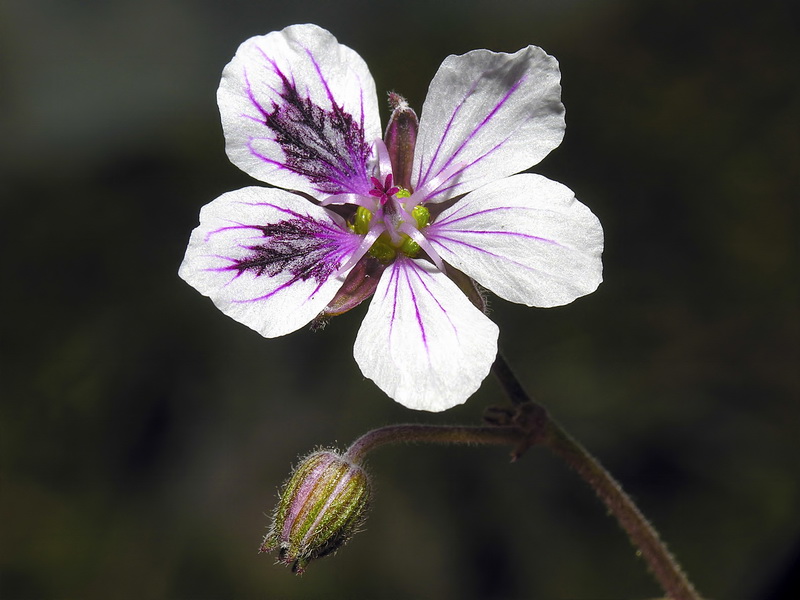 Erodium cheilanthifolium.16
