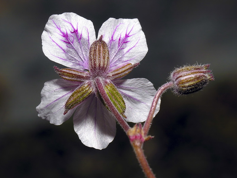 Erodium cheilanthifolium.18