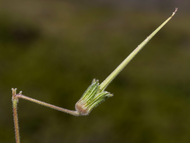 Erodium cheilanthifolium.19