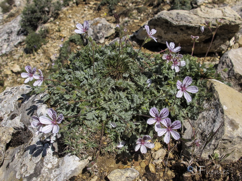 Erodium cheilanthifolium.21
