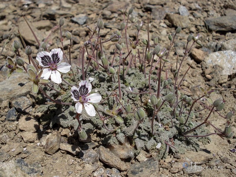 Erodium cheilanthifolium.23