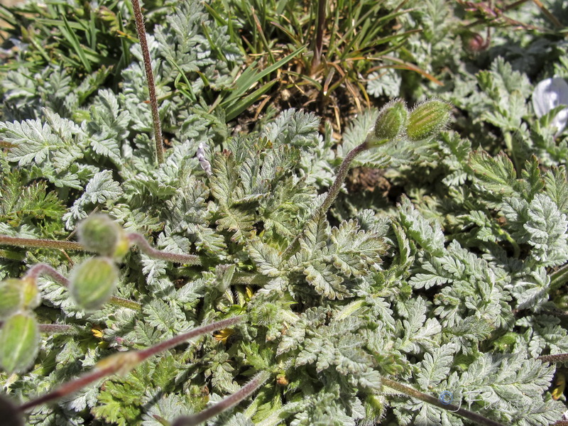 Erodium cheilanthifolium.24