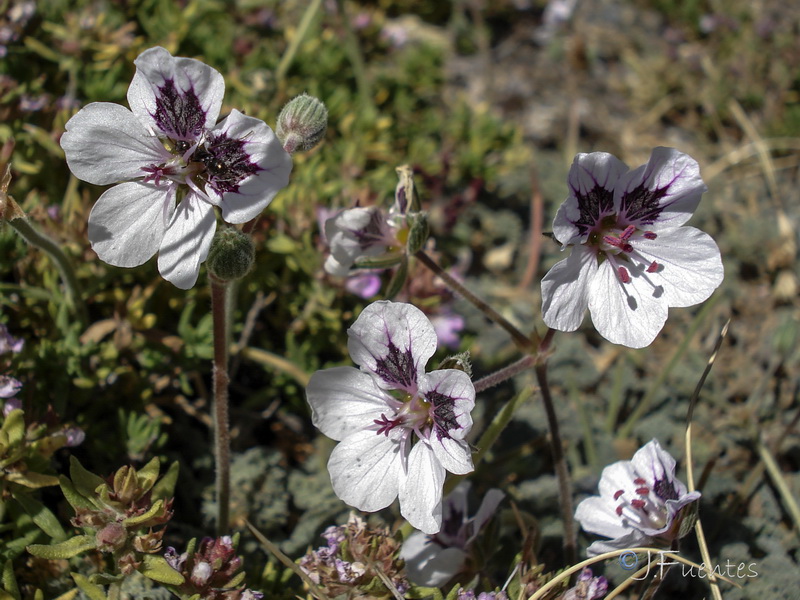 Erodium cheilanthifolium.25