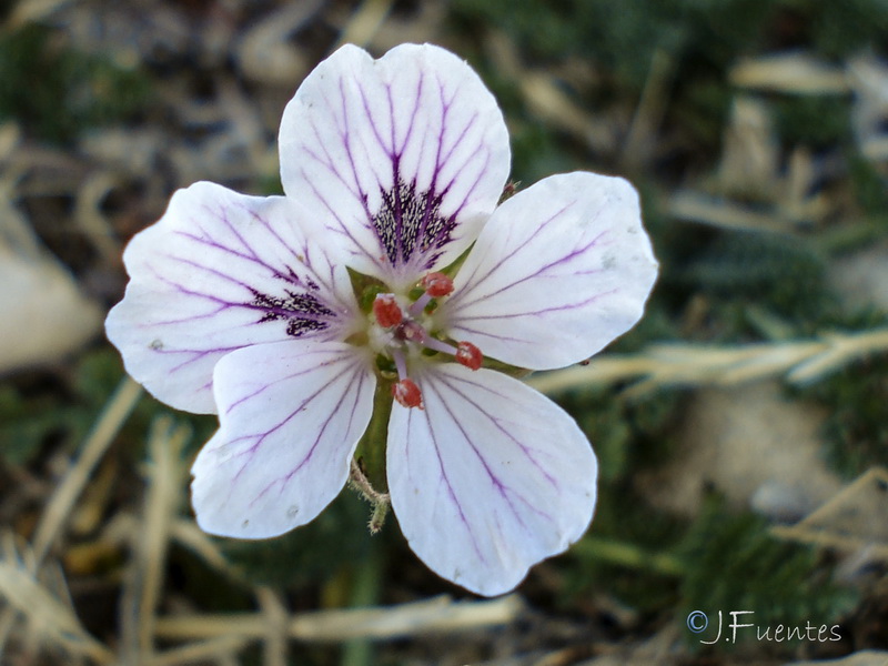 Erodium cheilanthifolium.27