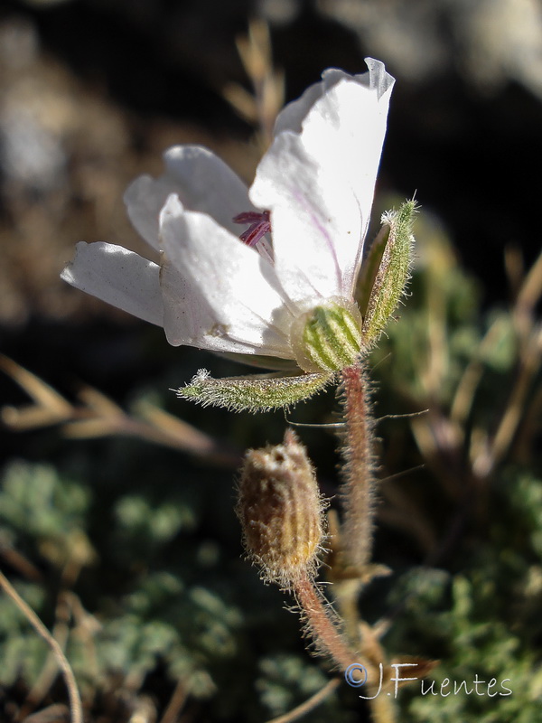 Erodium cheilanthifolium.29