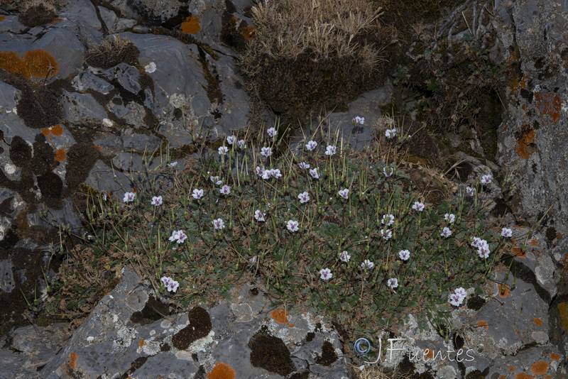 Erodium cheilanthifolium.31