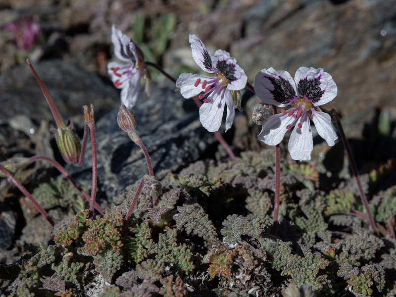 Erodium cheilanthifolium.23