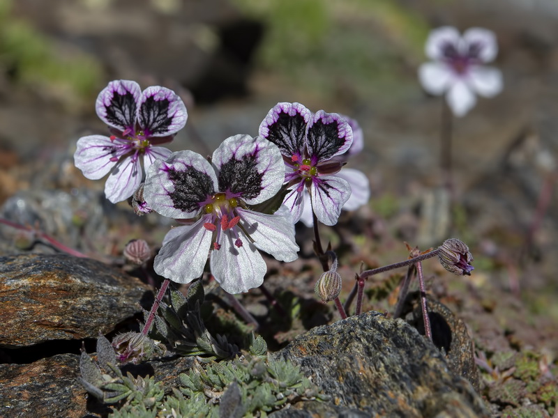 Erodium cheilanthifolium.21