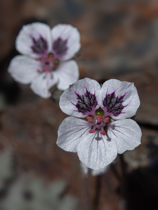 Erodium cheilanthifolium.25