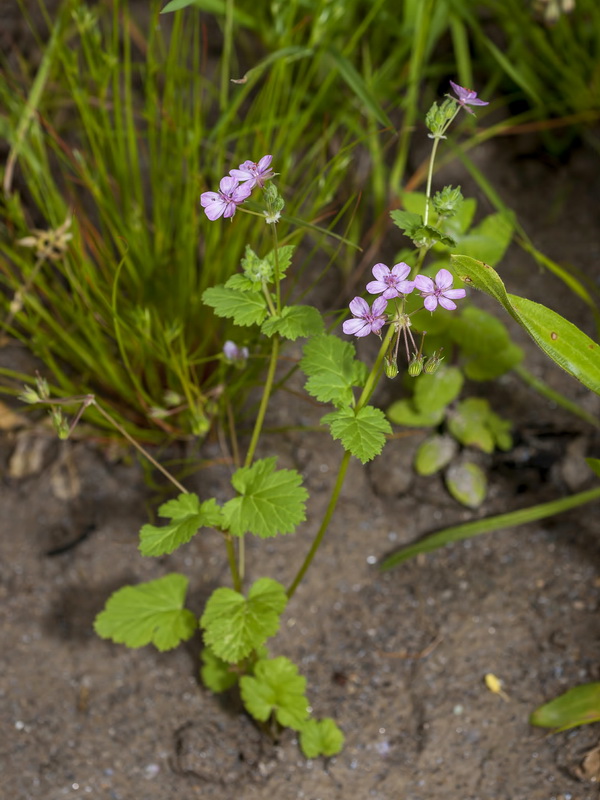 Erodium chium.01