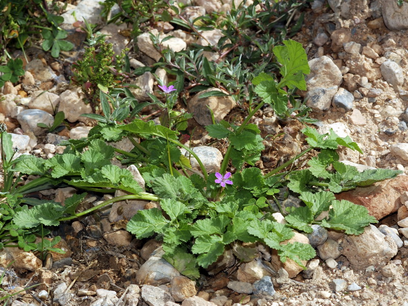 Erodium chium.02