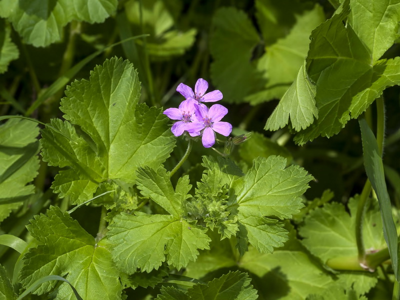 Erodium chium.03