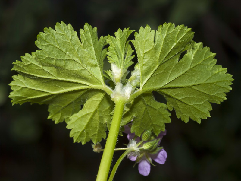 Erodium chium.04