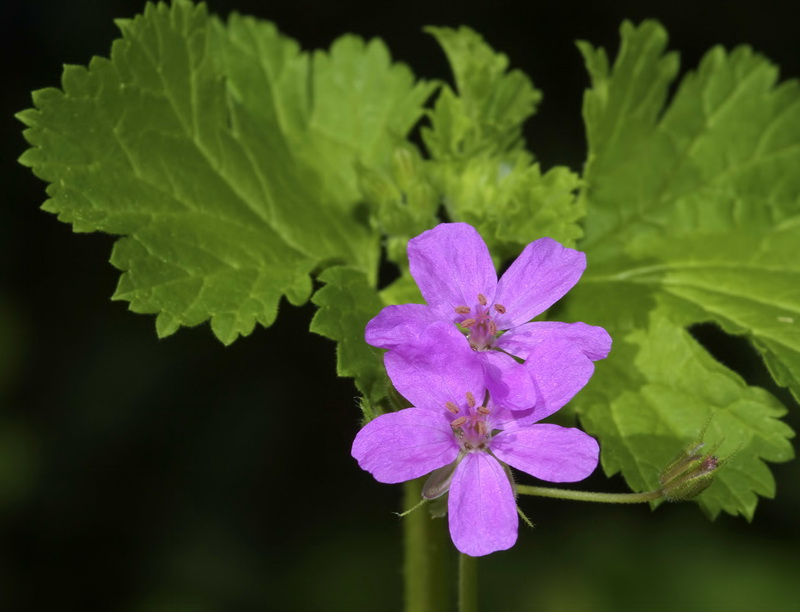 Erodium chium.06