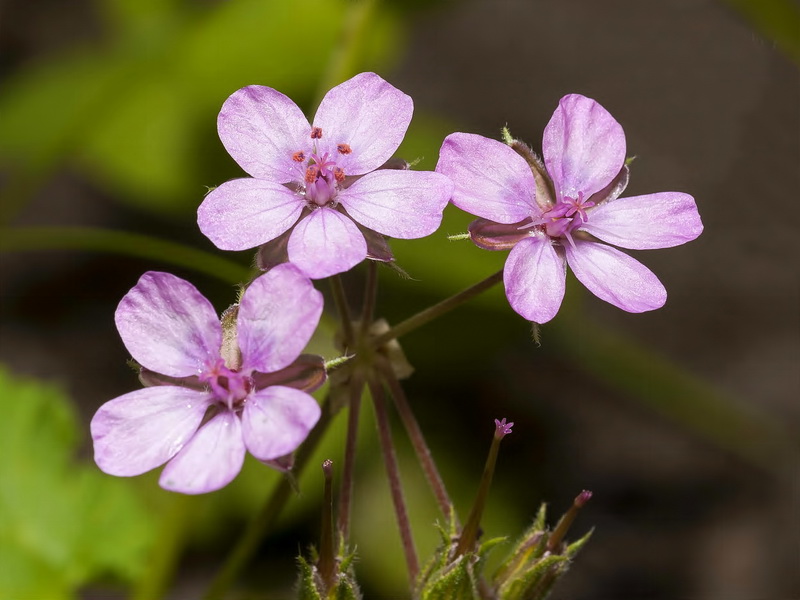 Erodium chium.07