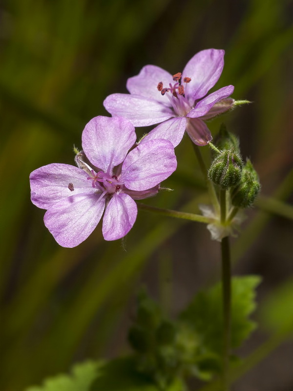 Erodium chium.09