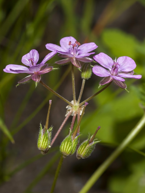 Erodium chium.10