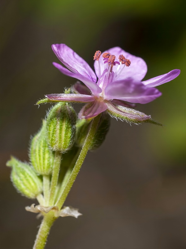 Erodium chium.11