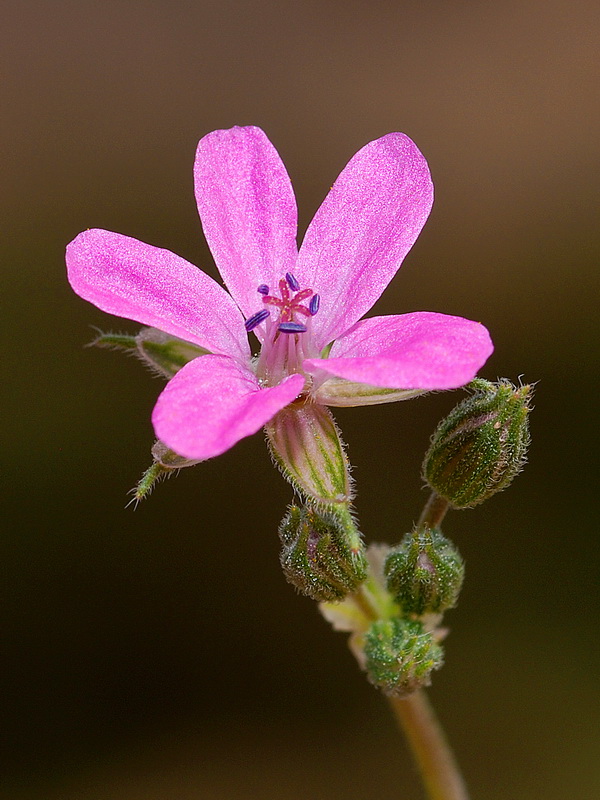 Erodium chium.13