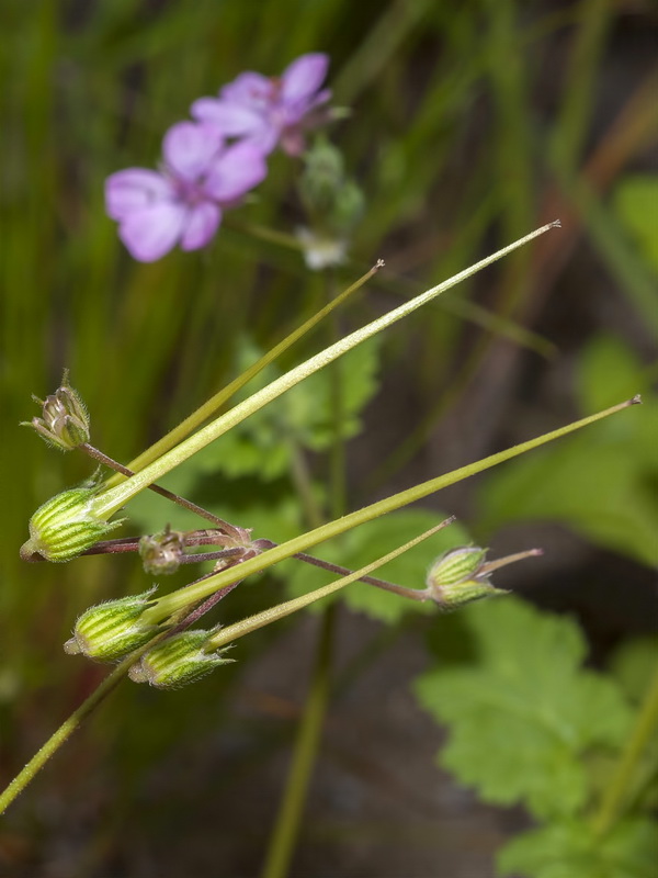 Erodium chium.17