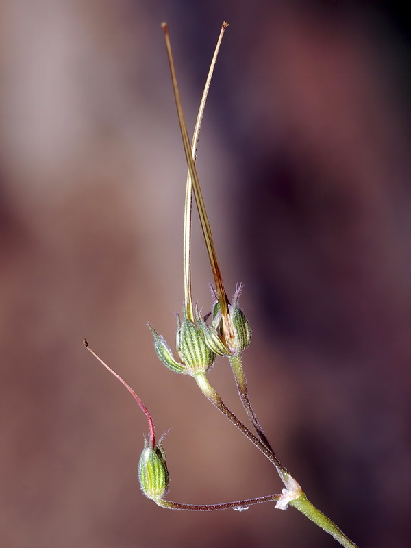 Erodium chium.18