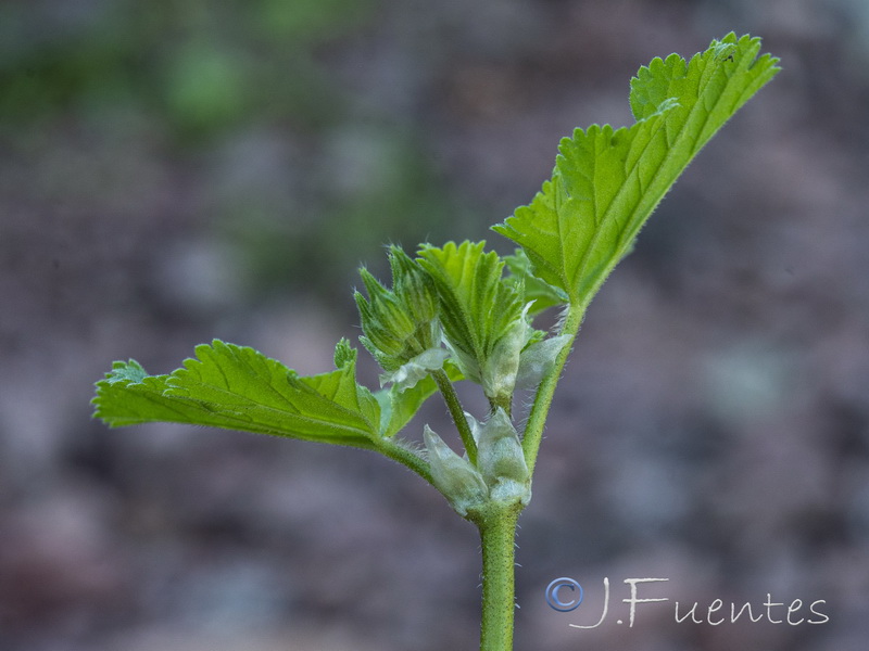 Erodium chium.20