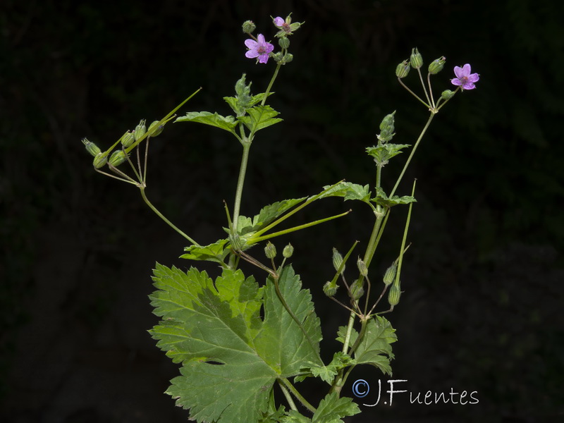 Erodium chium.22