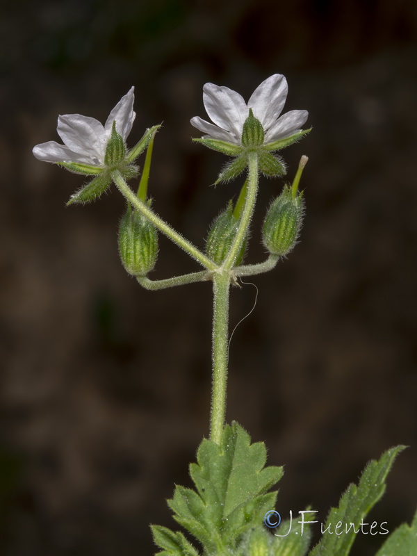 Erodium chium.24