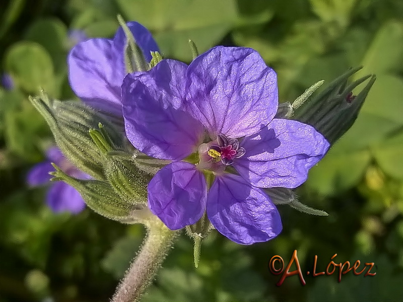 Erodium ciconium.13