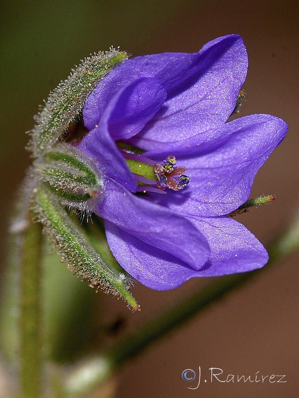 Erodium ciconium.19