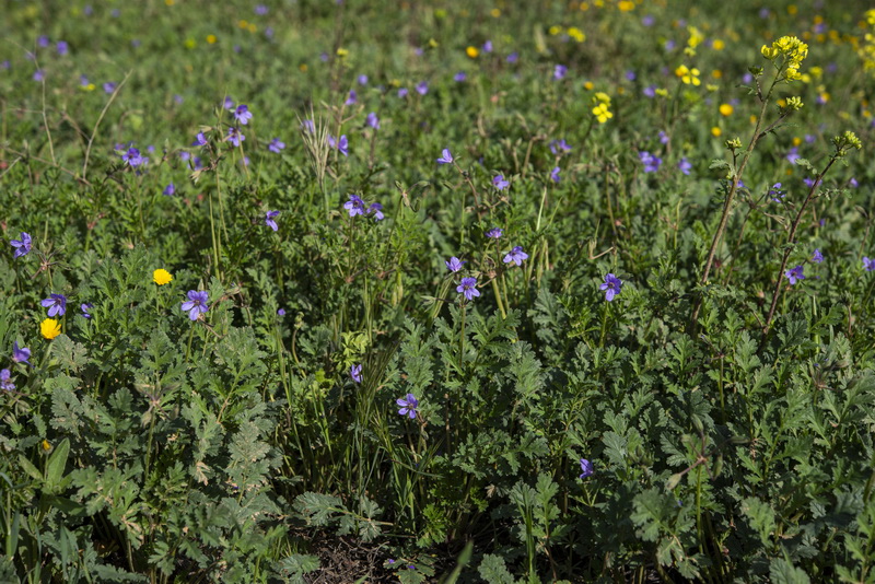 Erodium ciconium.20