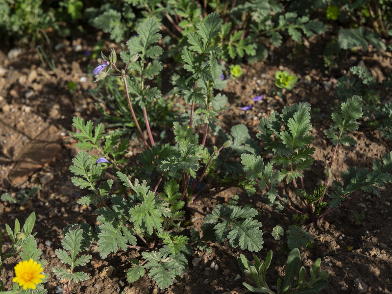 Erodium ciconium.17