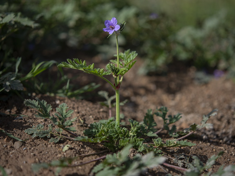 Erodium ciconium.23