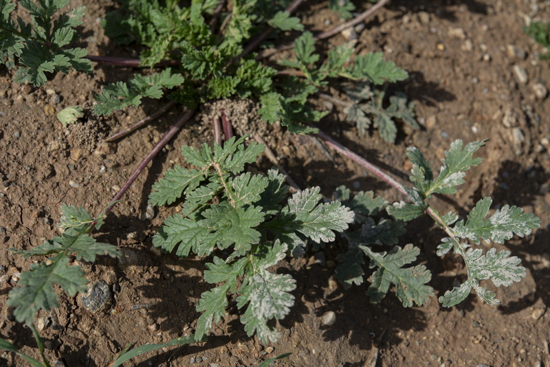 Erodium ciconium.24