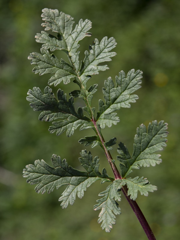 Erodium ciconium.25