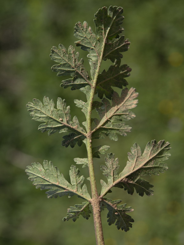 Erodium ciconium.26