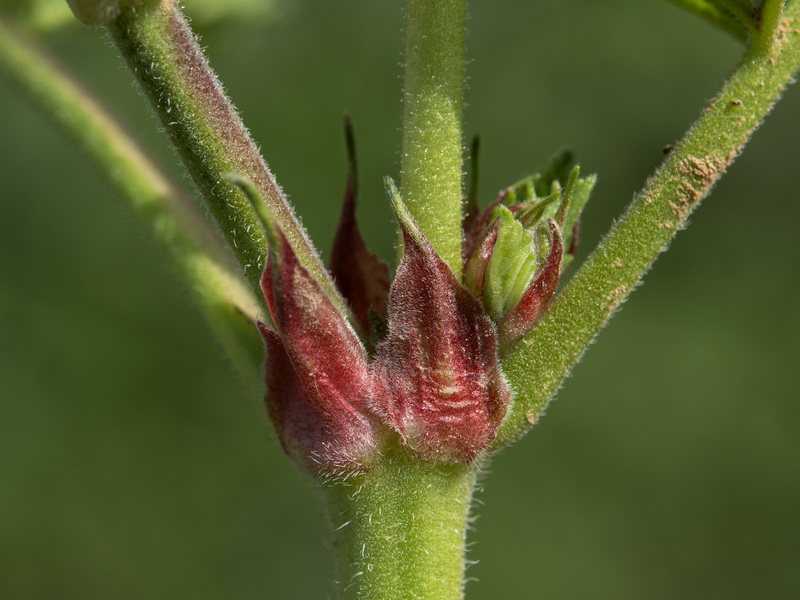 Erodium ciconium.28