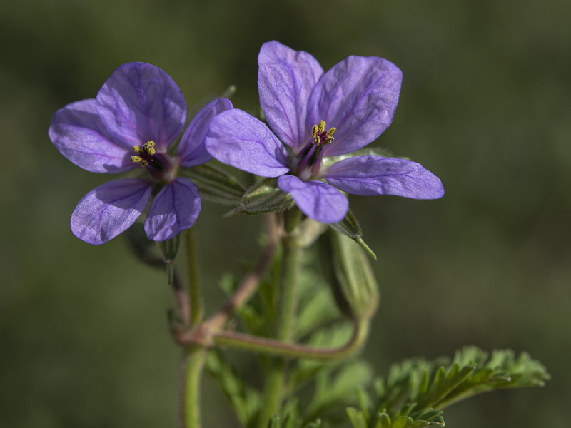 Erodium ciconium.01