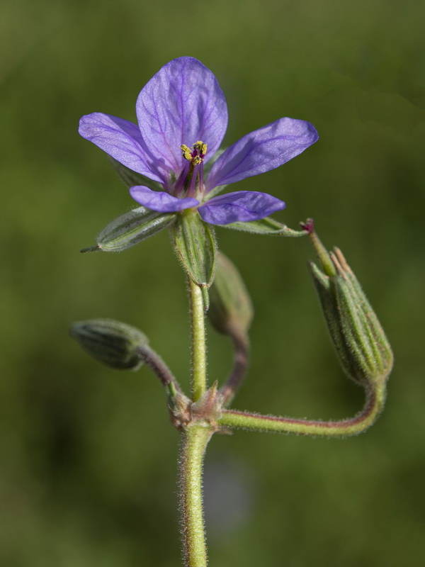 Erodium ciconium.31